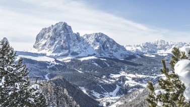 bosco di pino con Sassolungo in Val Gardena